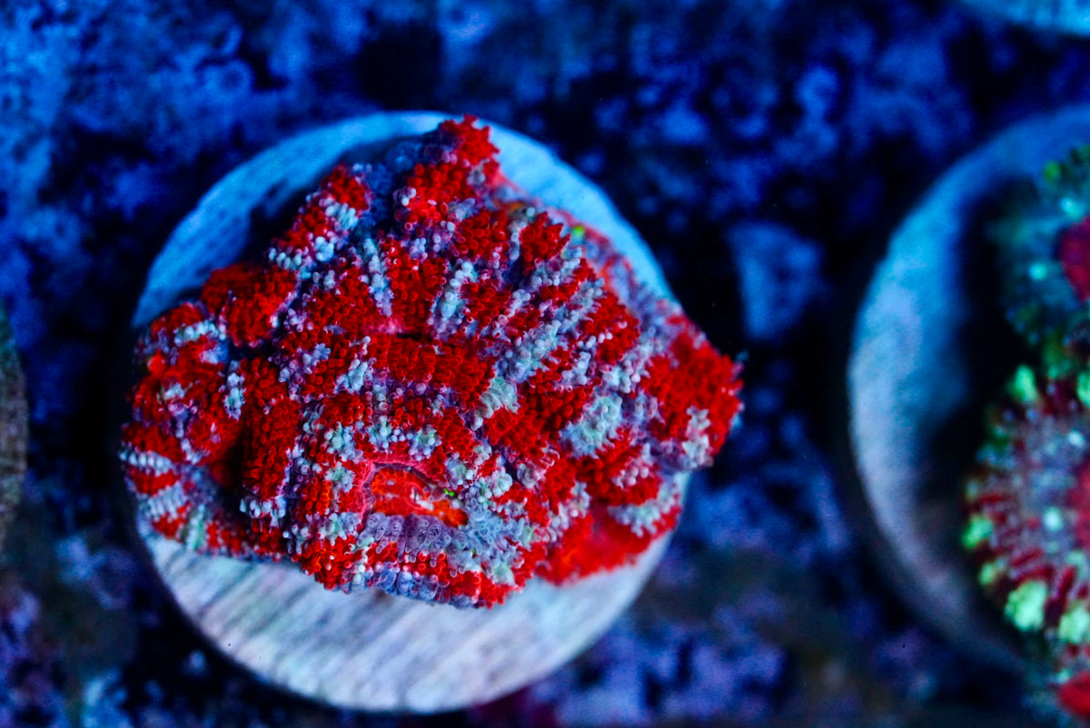 Cultured aussie acan