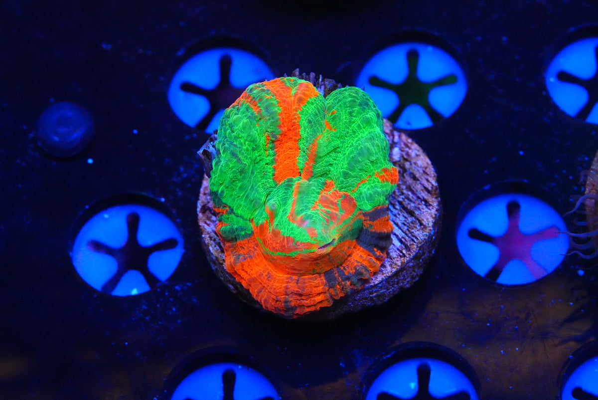 TMC cultured scolymia FRANKINSTEIN