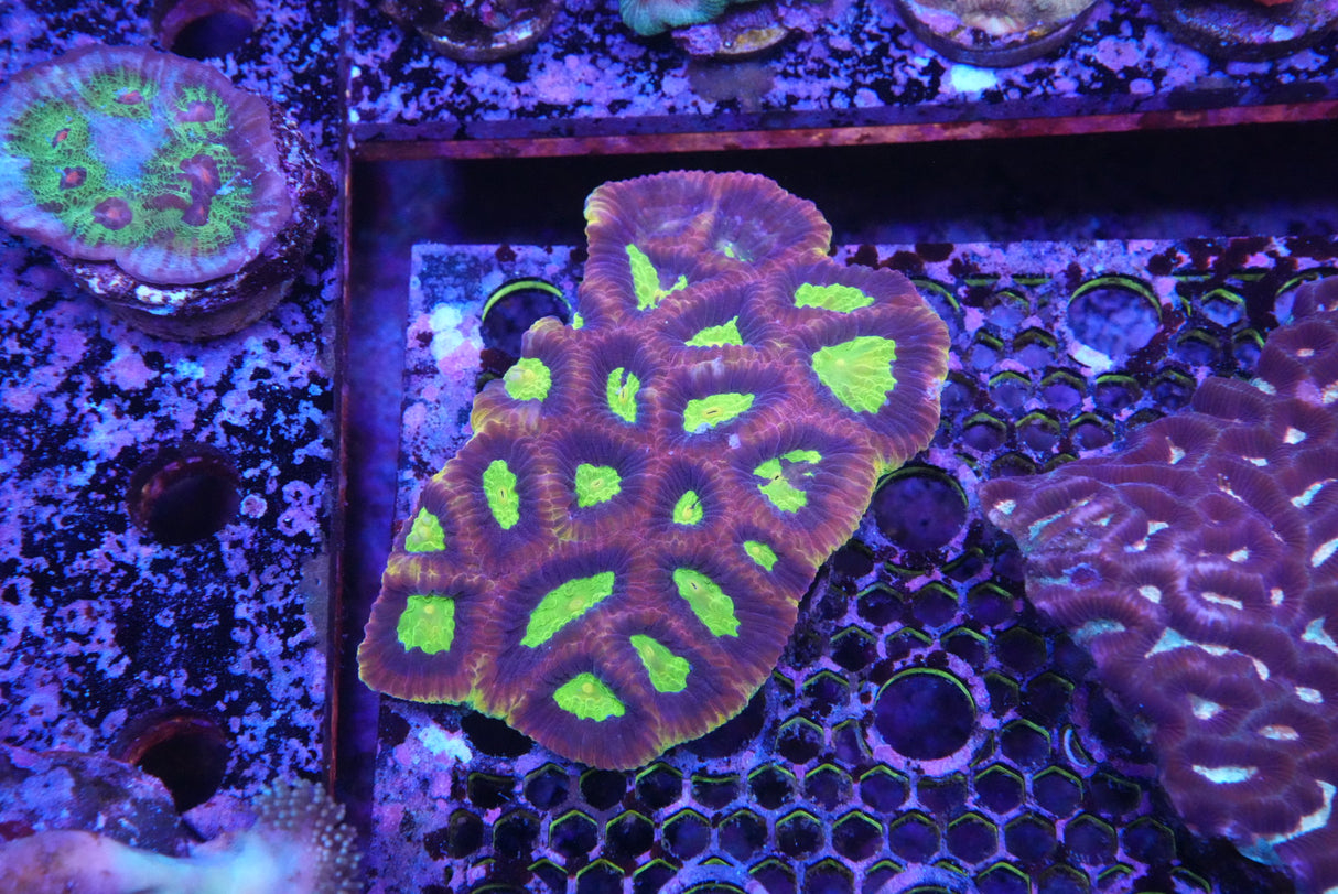 Dragon soul Favia large