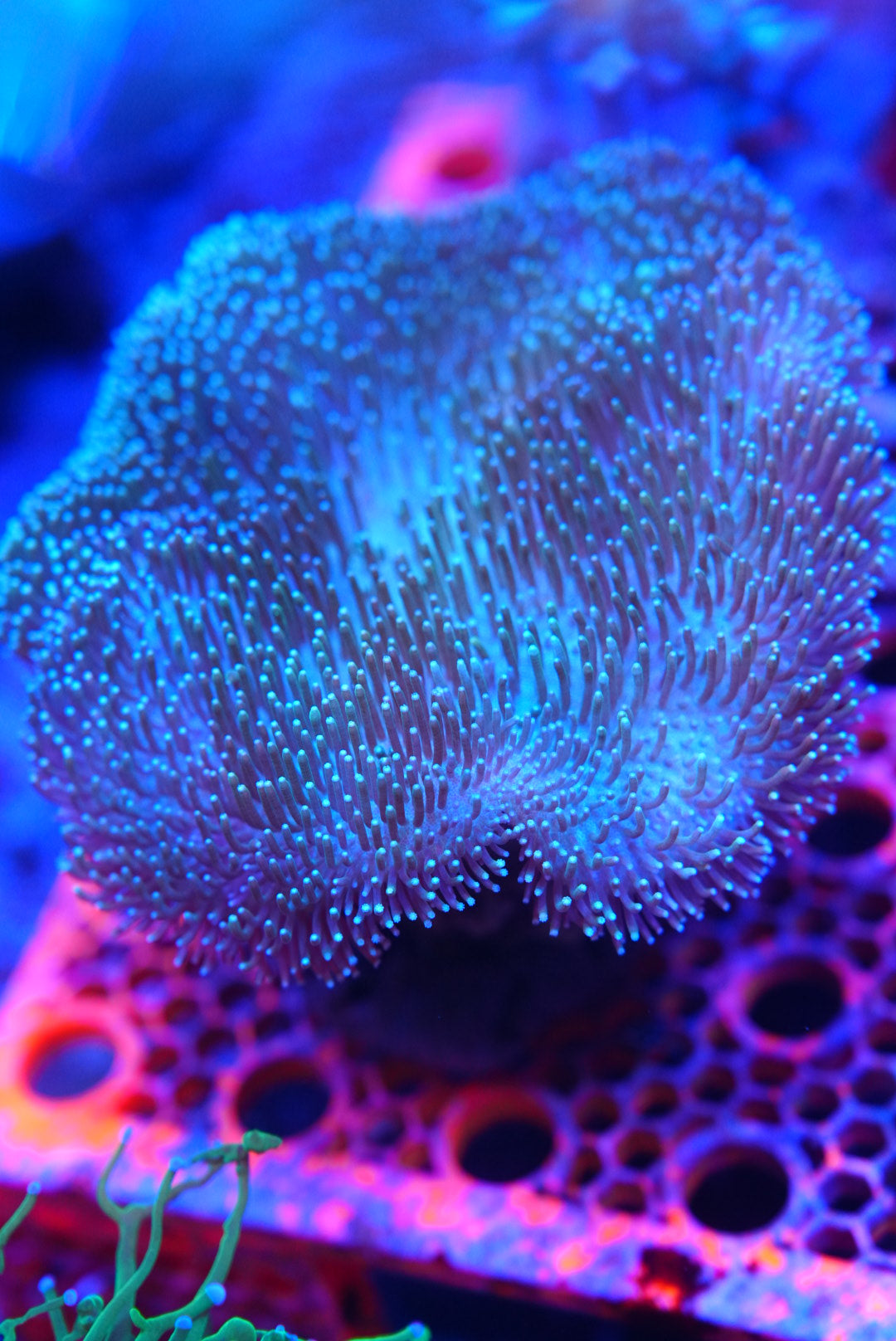 Toadstool