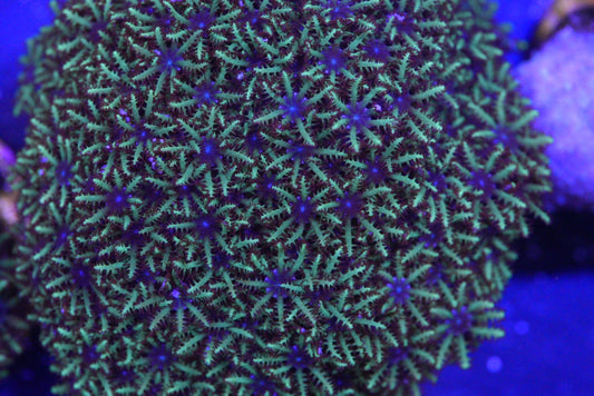 Blue octopus GSP coral