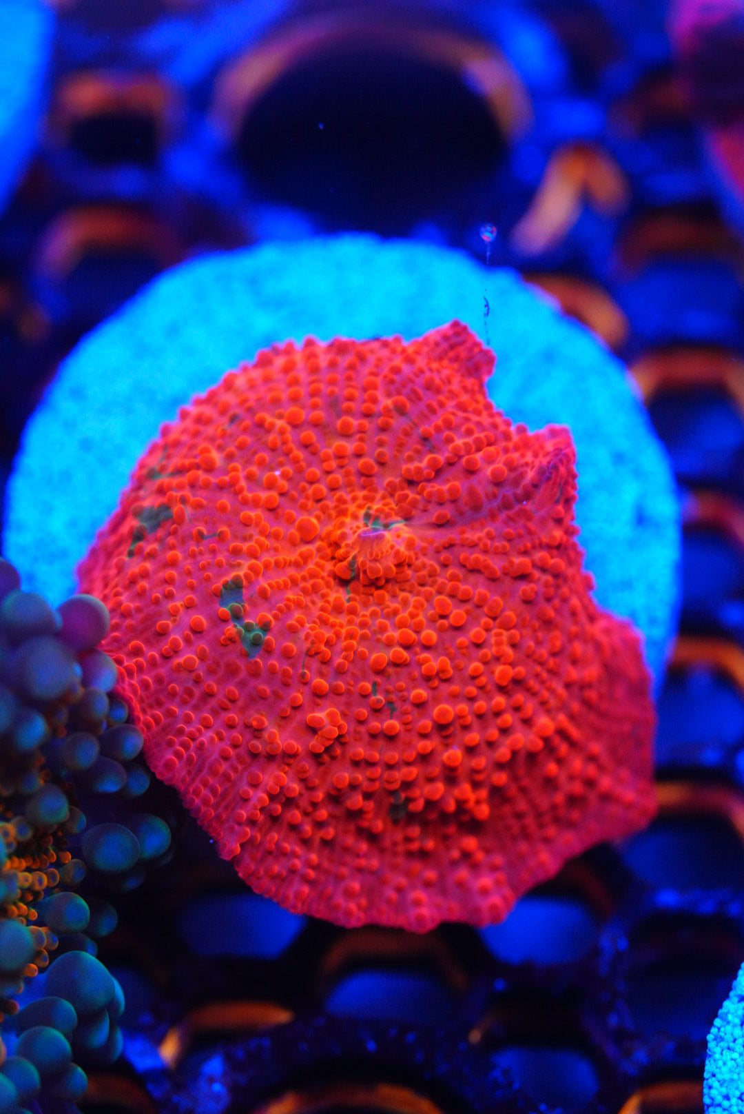 Candy crush Mushroom coral