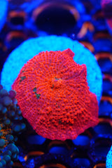 Candy crush Mushroom coral