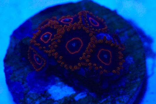 RED HORNETS