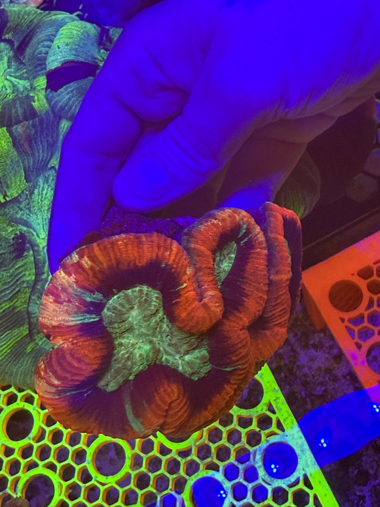 WF Tracy double! wysiwyg