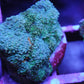 Acan echinata