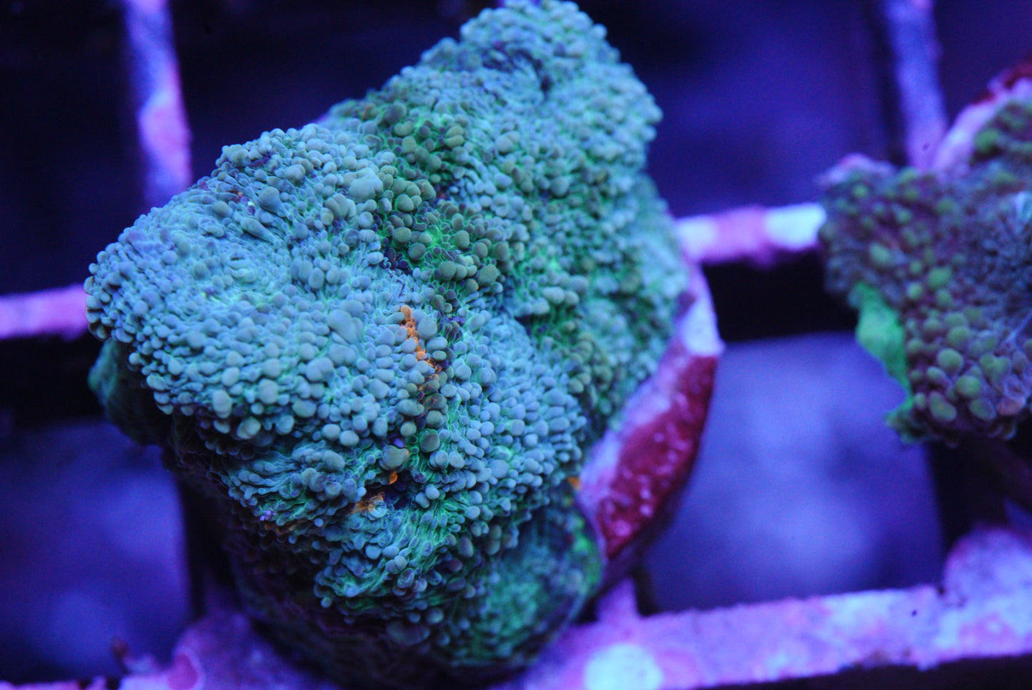 Acan echinata