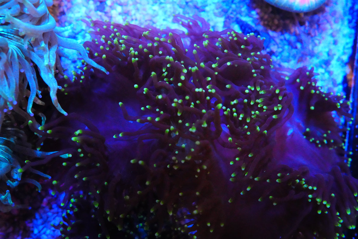 Gold tip black catalaphyllia