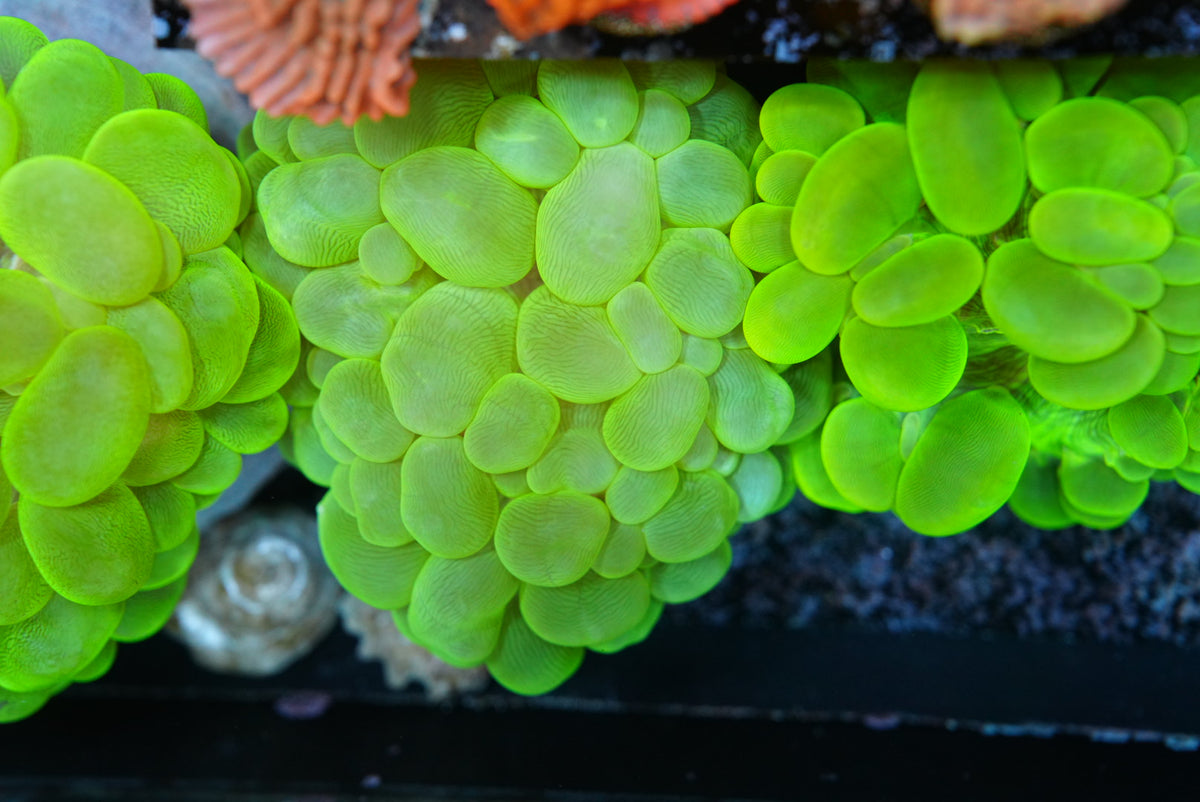 Toxic green bubble coral
