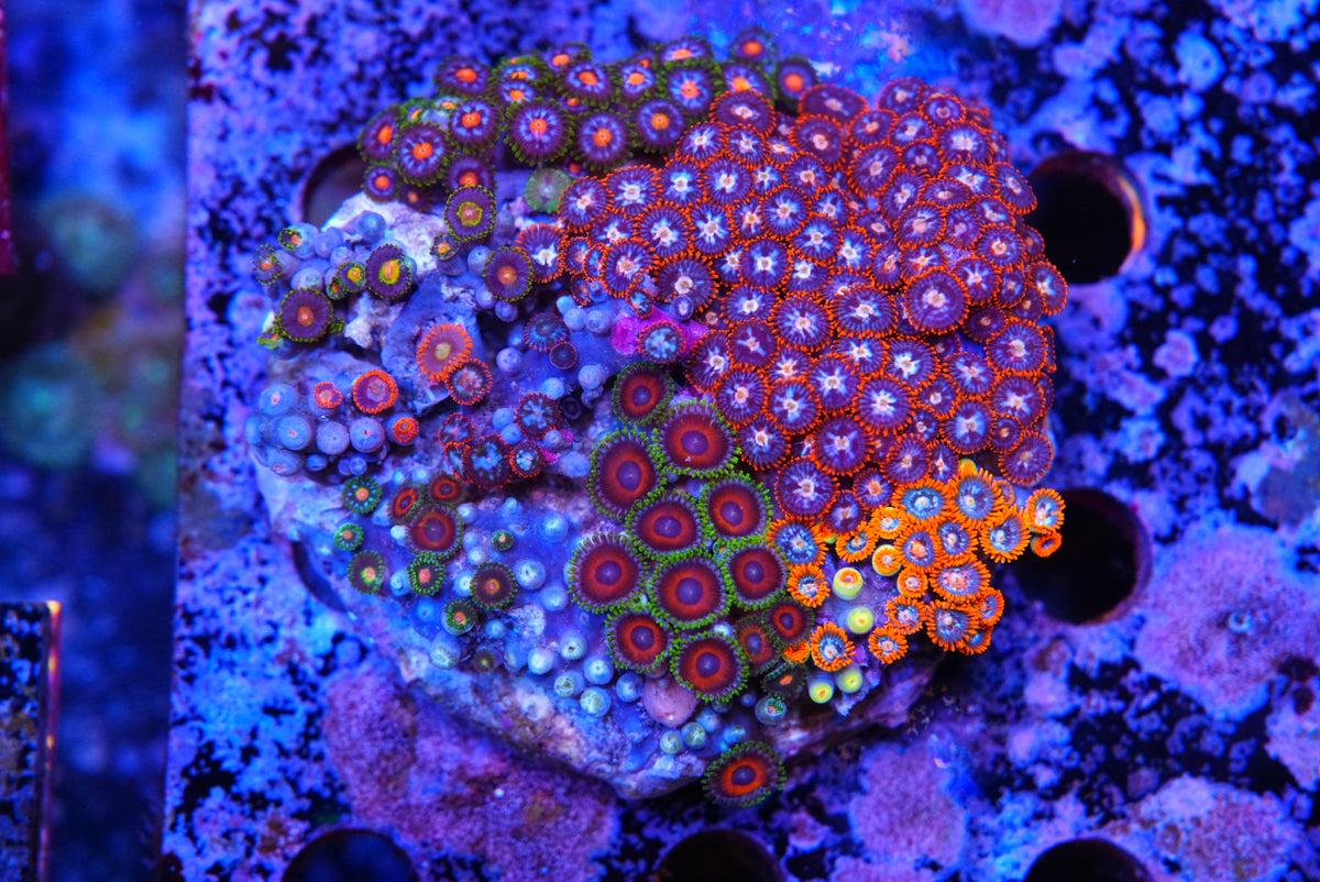 ZOA colony