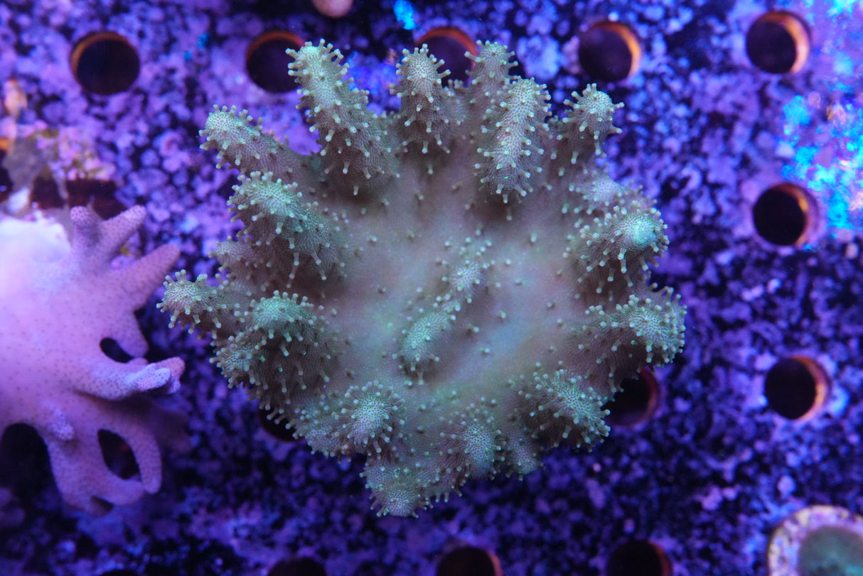 Green finger leather Coral