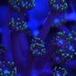 Goniopora