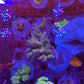 Amazing Sps colonies bundle