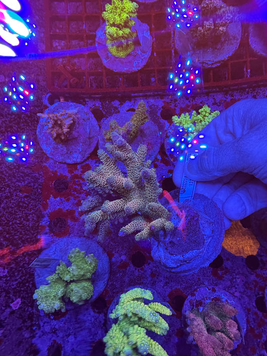 Amazing Sps colonies bundle