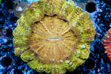 Gold Acanthos