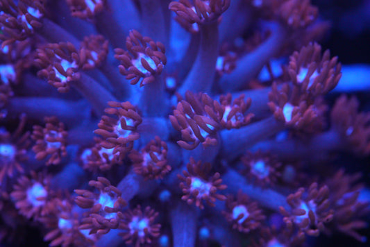 Goniopora