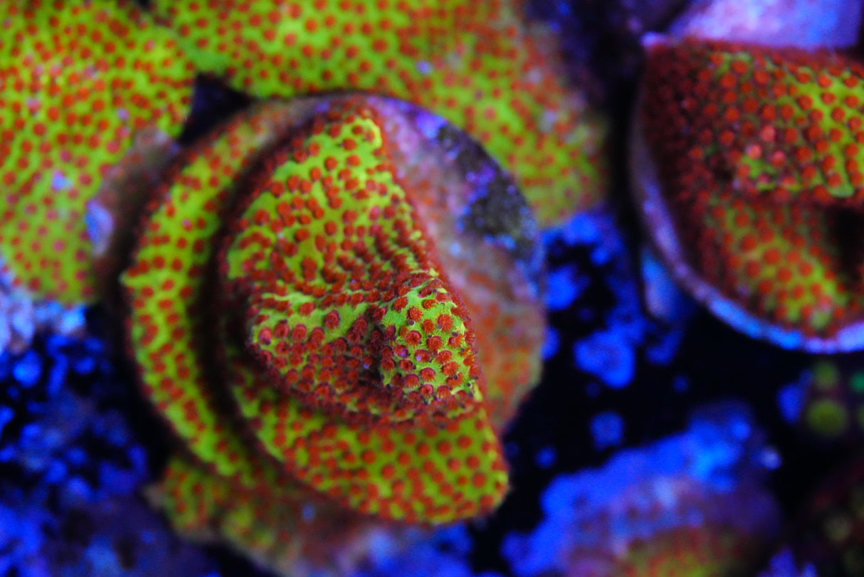 Burning banana Cyphastrea