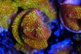 Burning banana Cyphastrea