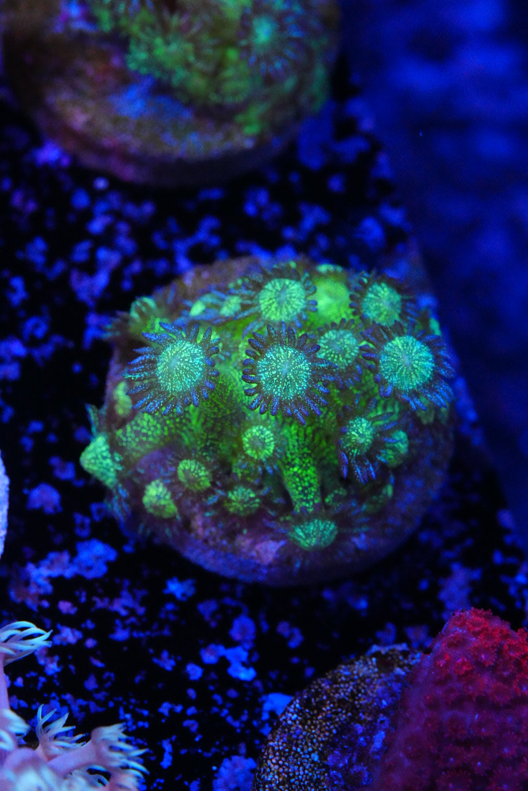 Glitterbomb glitter goniopora