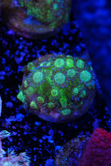 Glitterbomb glitter goniopora