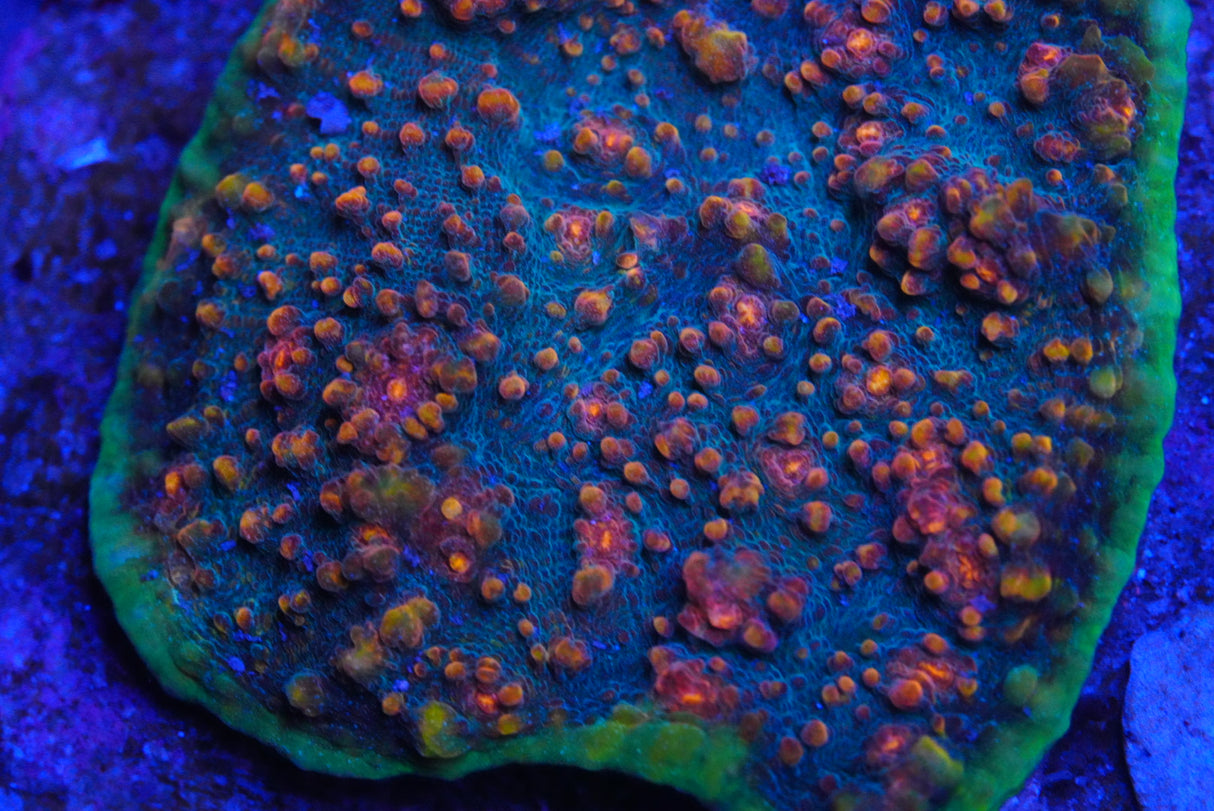 chalice colony Area 51