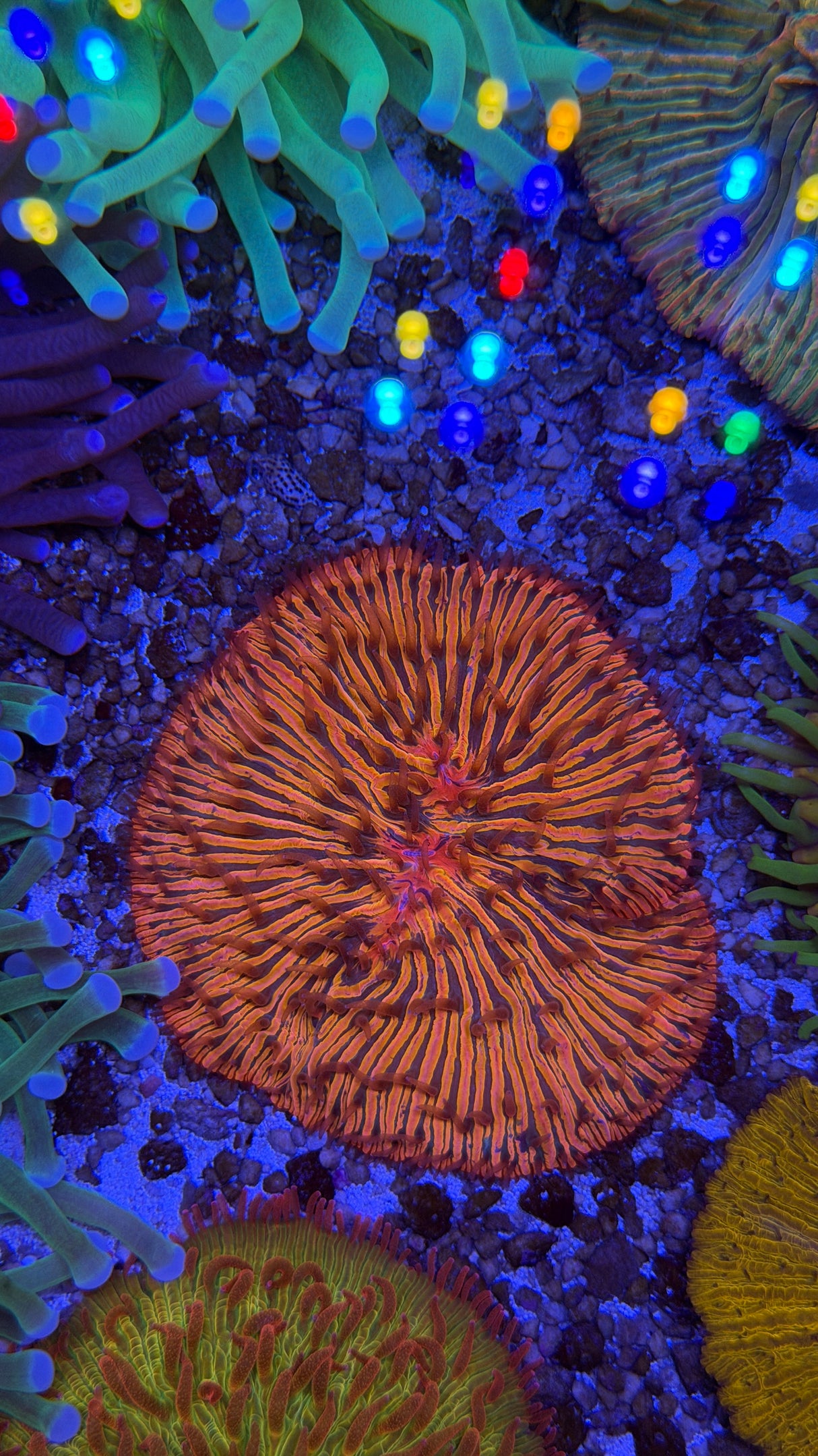 Fungia plate coral