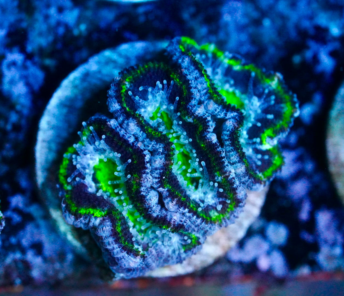 Cultured aussie acan