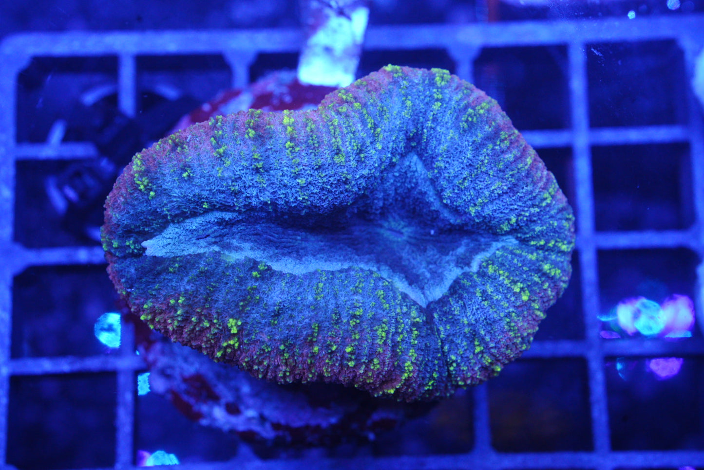 lobophyllia tricolor