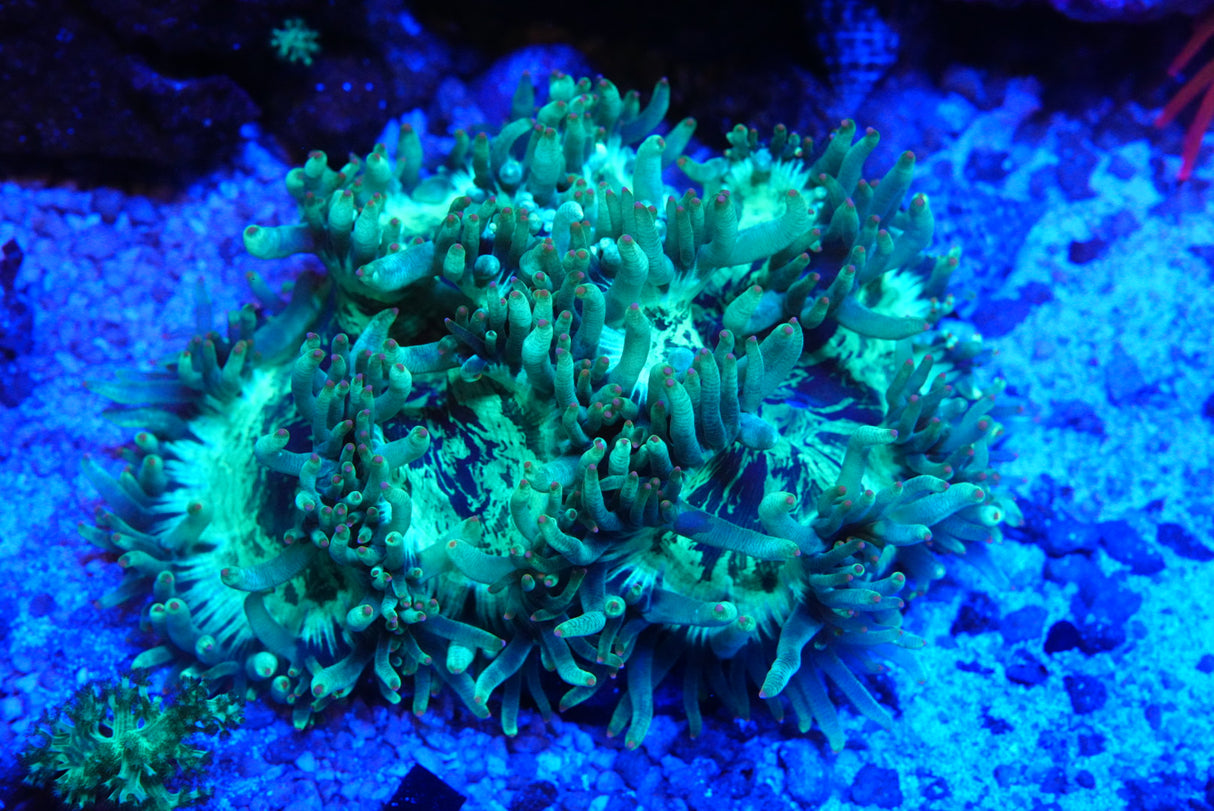 catalaphyllia