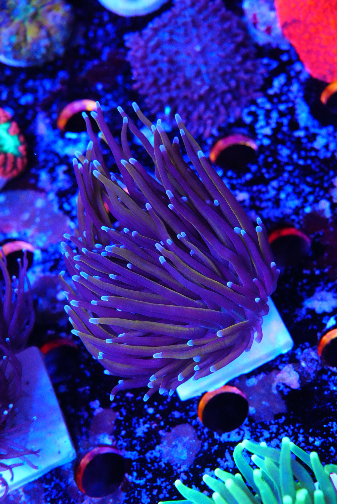 Indo Gold torch coral