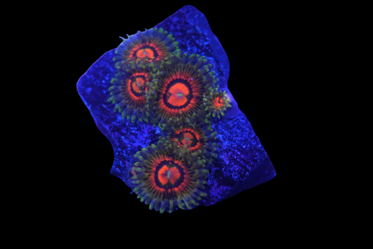 RAINBOW INCINERATORS