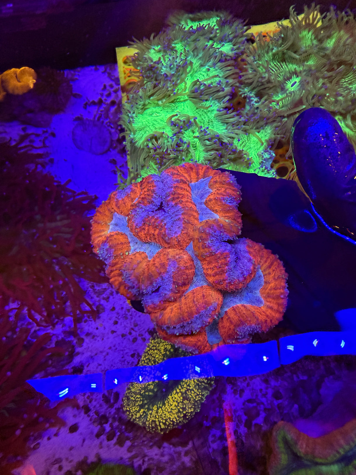 symphyllia coral