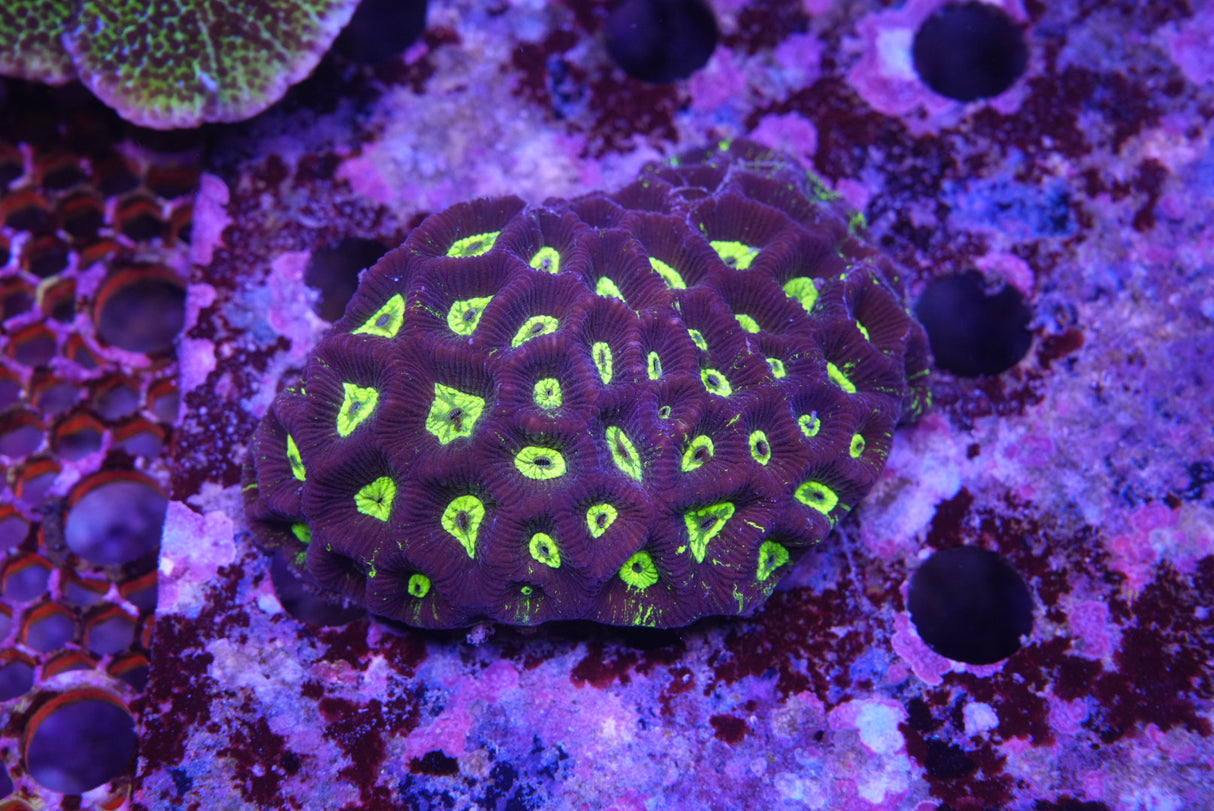 Goniastrea toxic splatter large