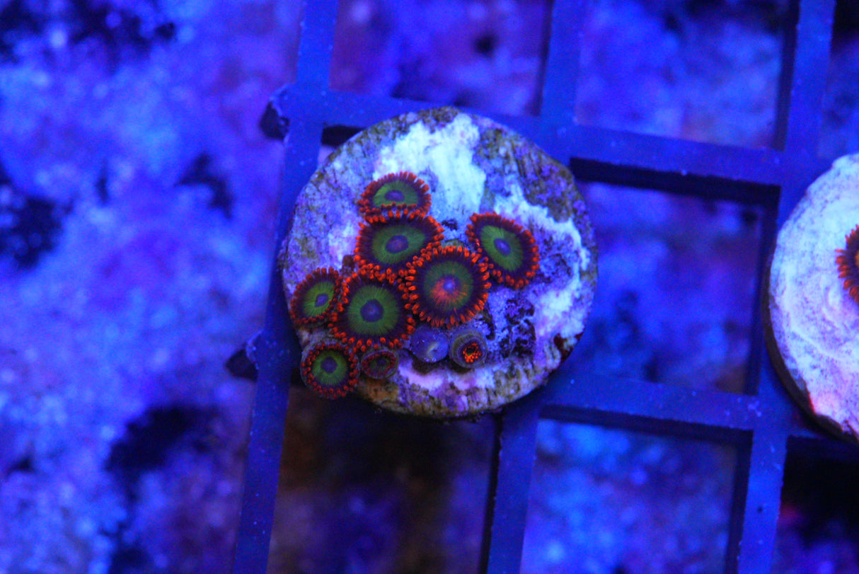 FRUIT LOOPS
