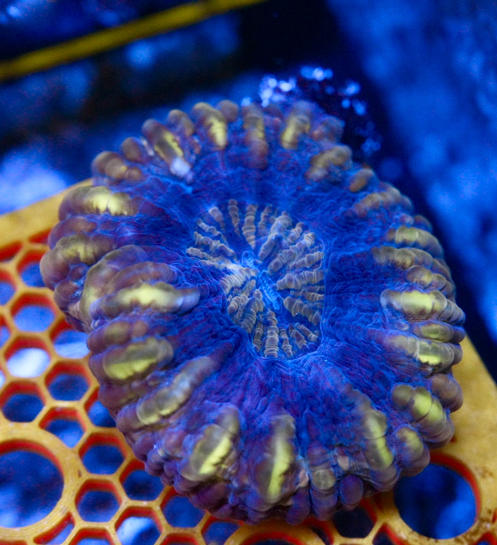 Stain glass cynarina