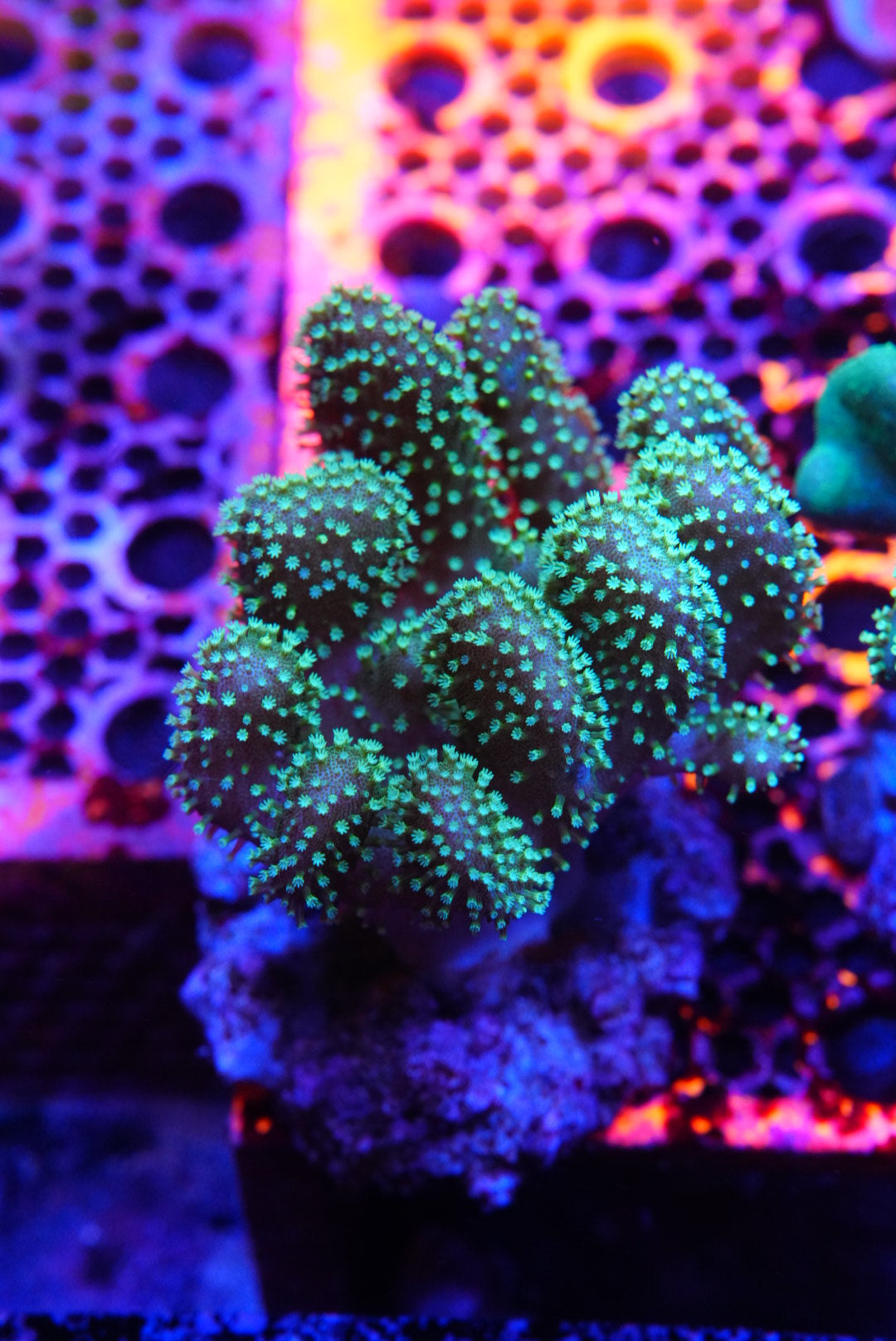 Finger Coral
