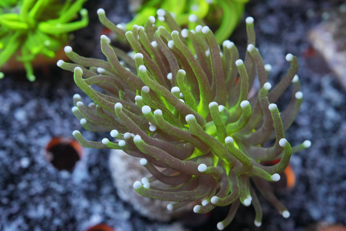 GLITTER Torch corali