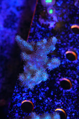 Green finger leather Coral