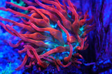 TRI COLOUR BUBBLE TIP ANEMONE