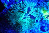 catalaphyllia