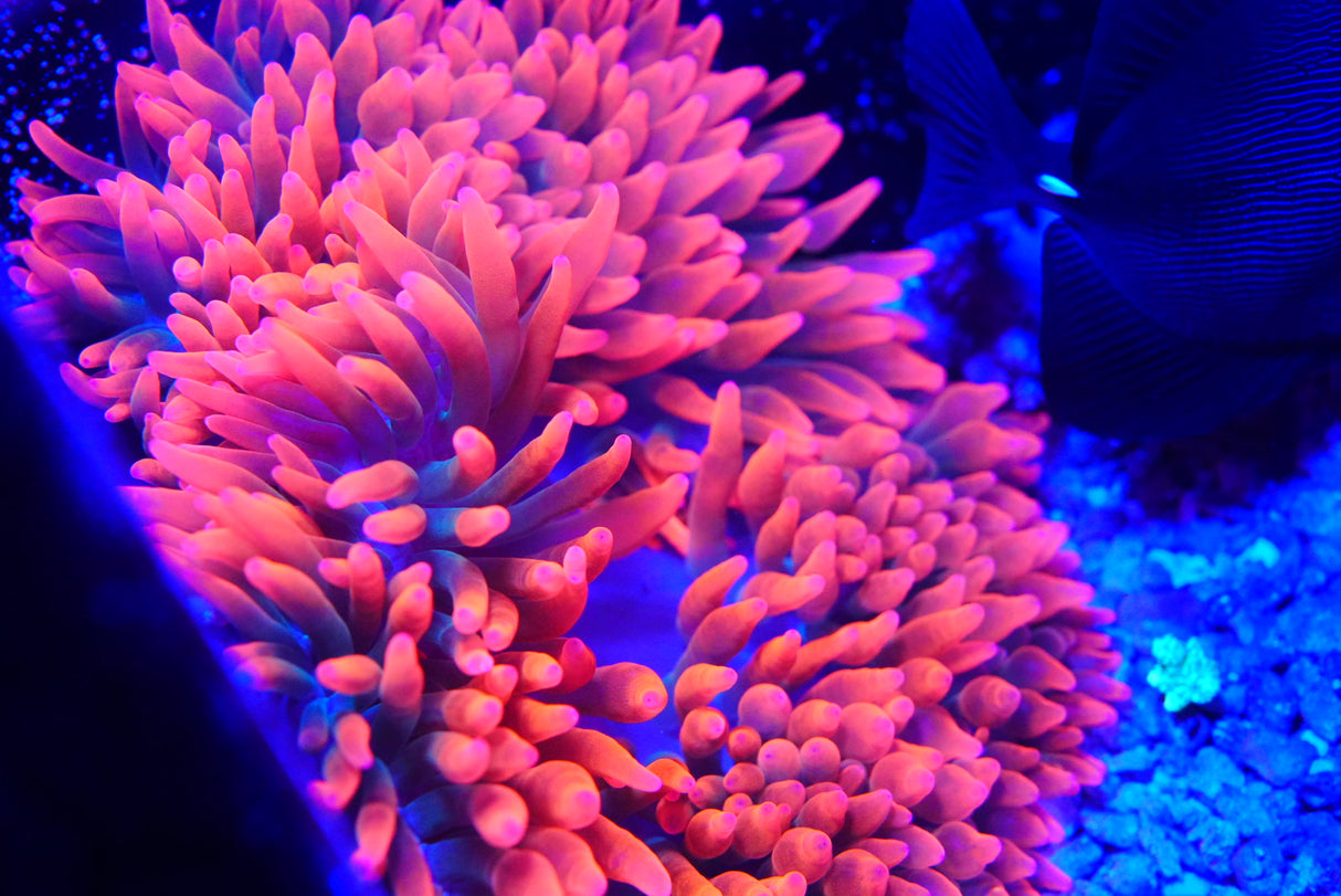 XL bubble tip A grade