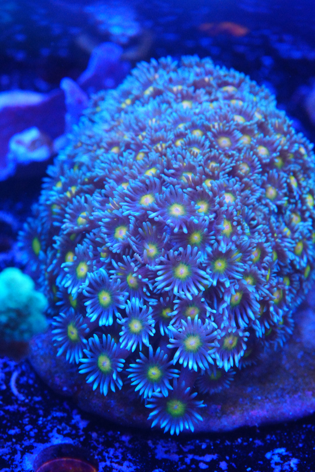 Large Goni colony