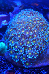 Large Goni colony