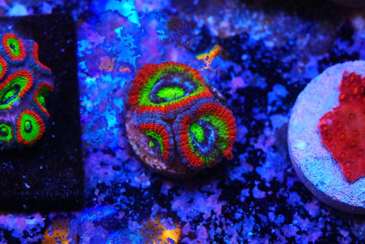 Holygrail micromussa