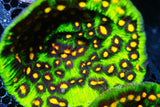 Huge Raja rampage tank grown
