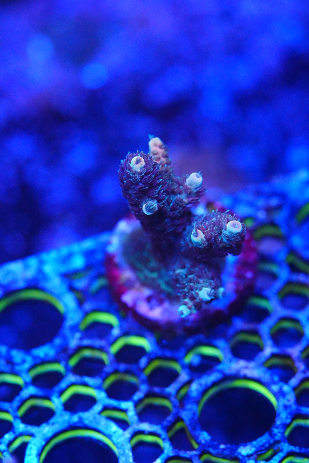 Acropora frags