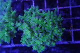 Frogspawn