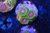 GMK zoa