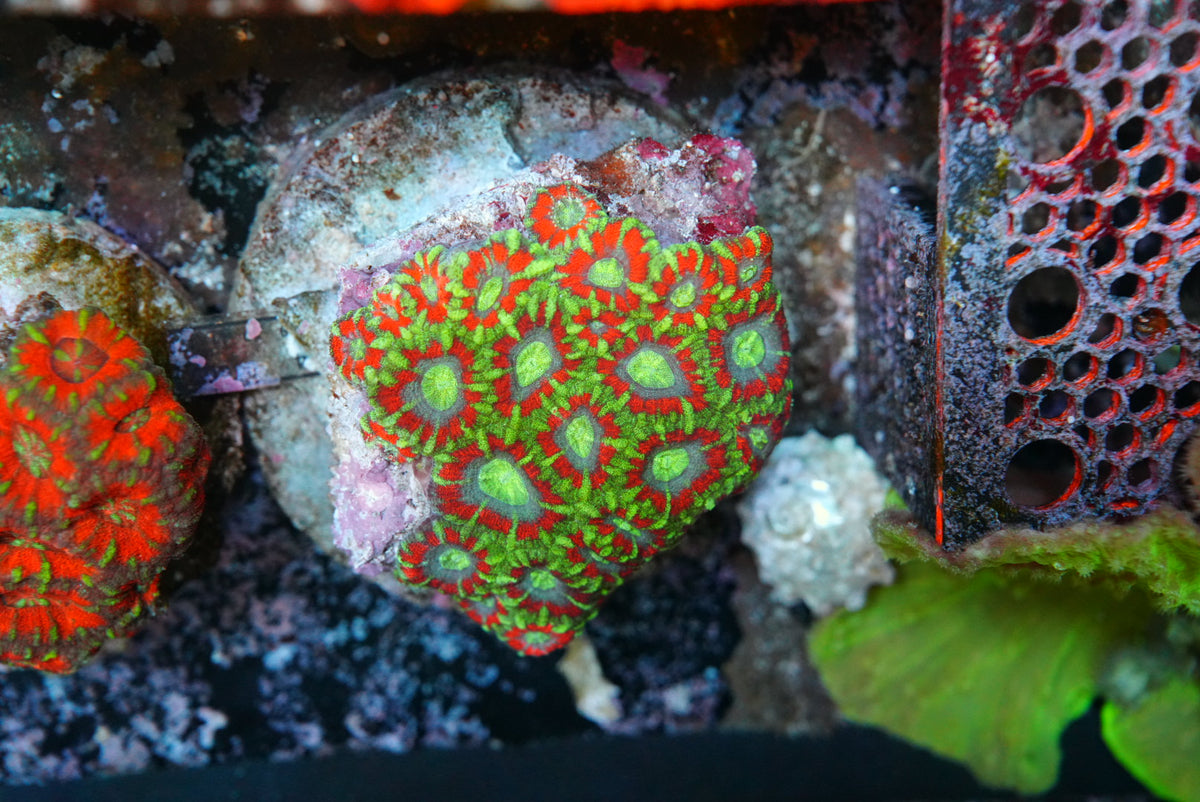 Large acan colony