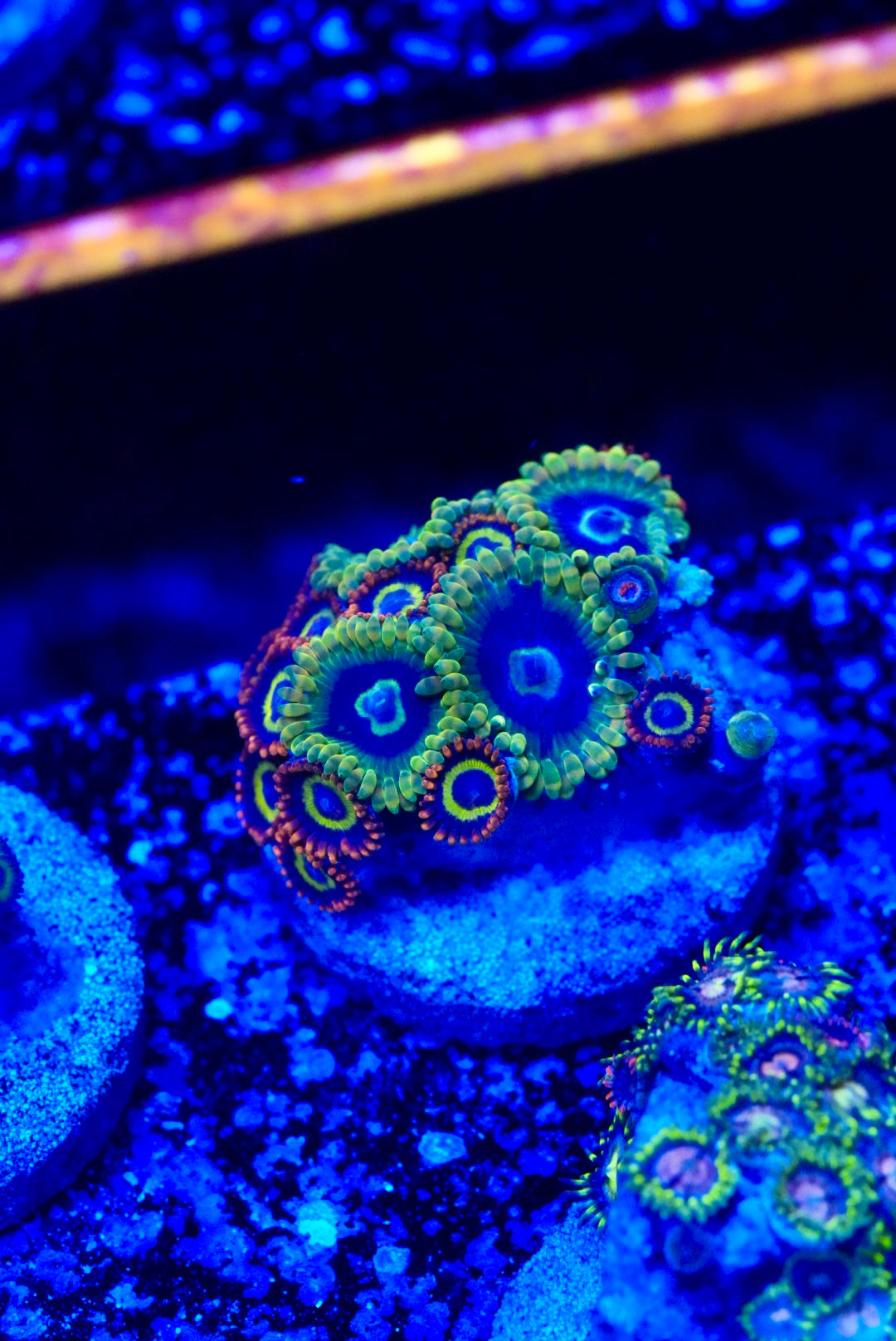 Zoa mix